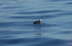 Puffinus lherminieri