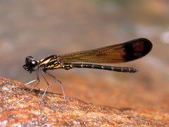 Heliocypha bisignata