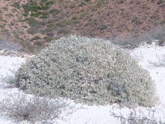Atriplex barclayana