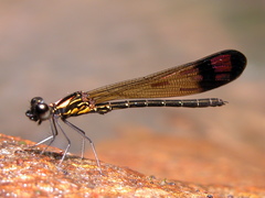 Heliocypha bisignata