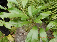 Ficus formosana
