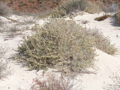 Atriplex barclayana