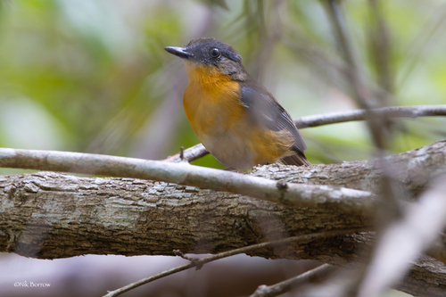 iNaturalist image