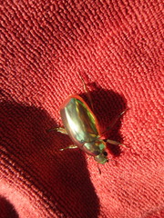 Chrysina resplendens