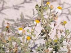 Perityle crassifolia