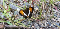 Adelpha cytherea cytherea
