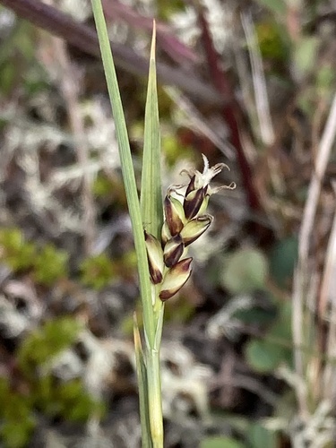 ostrica prosová (Carex panicea)