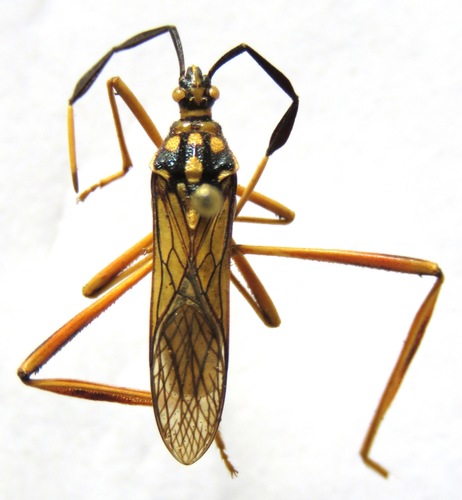 Holhymenia histrio photo 3
