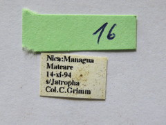 Holhymenia histrio