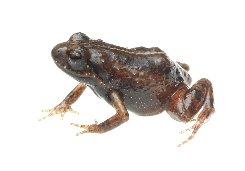 De Villier's Moss Frog