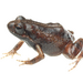 De Villiers's Moss Frog - Photo no rights reserved, uploaded by Oliver Angus