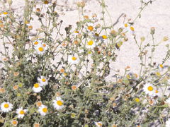 Perityle crassifolia