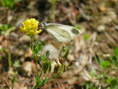 Dismorphiinae