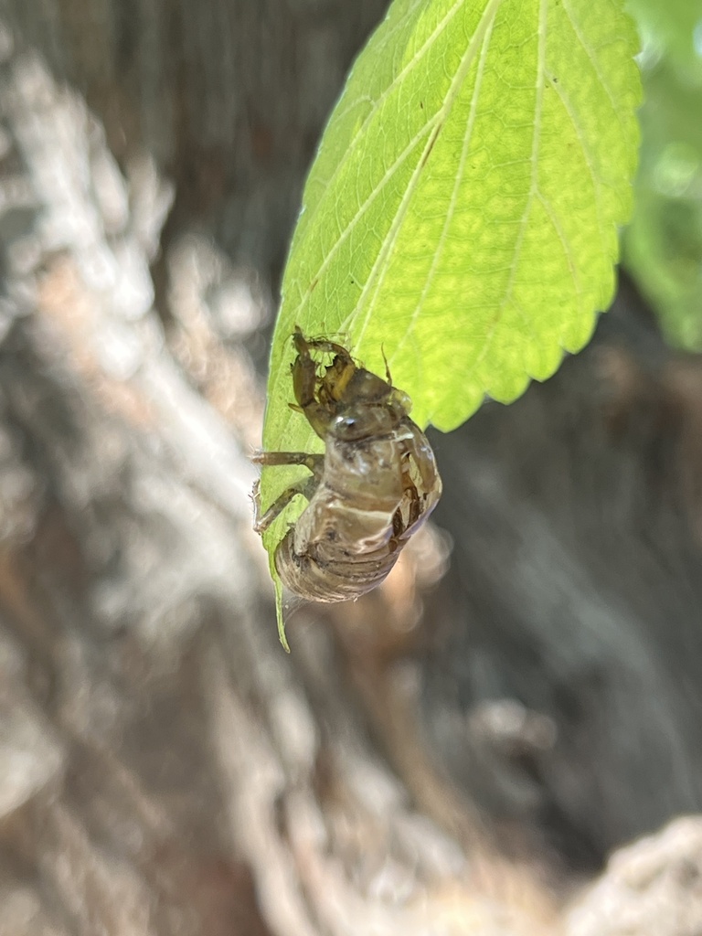 Cicadas from Dallas County, USTX, US on July 19, 2023 at 1002 AM by