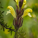 Pedicularis tristis - Photo (c) Mengshuai Ge, algunos derechos reservados (CC BY-NC), subido por Mengshuai Ge