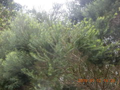 Melaleuca alternifolia