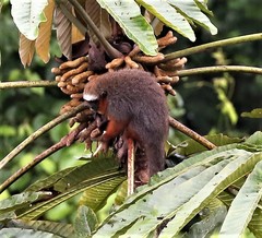 Plecturocebus discolor