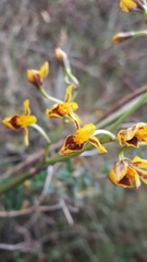 Cyrtochilum densiflorum