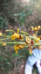 Cyrtochilum densiflorum