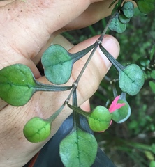 Coprosma spathulata