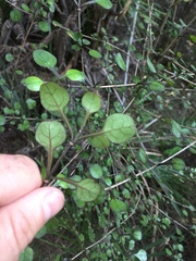 Coprosma spathulata