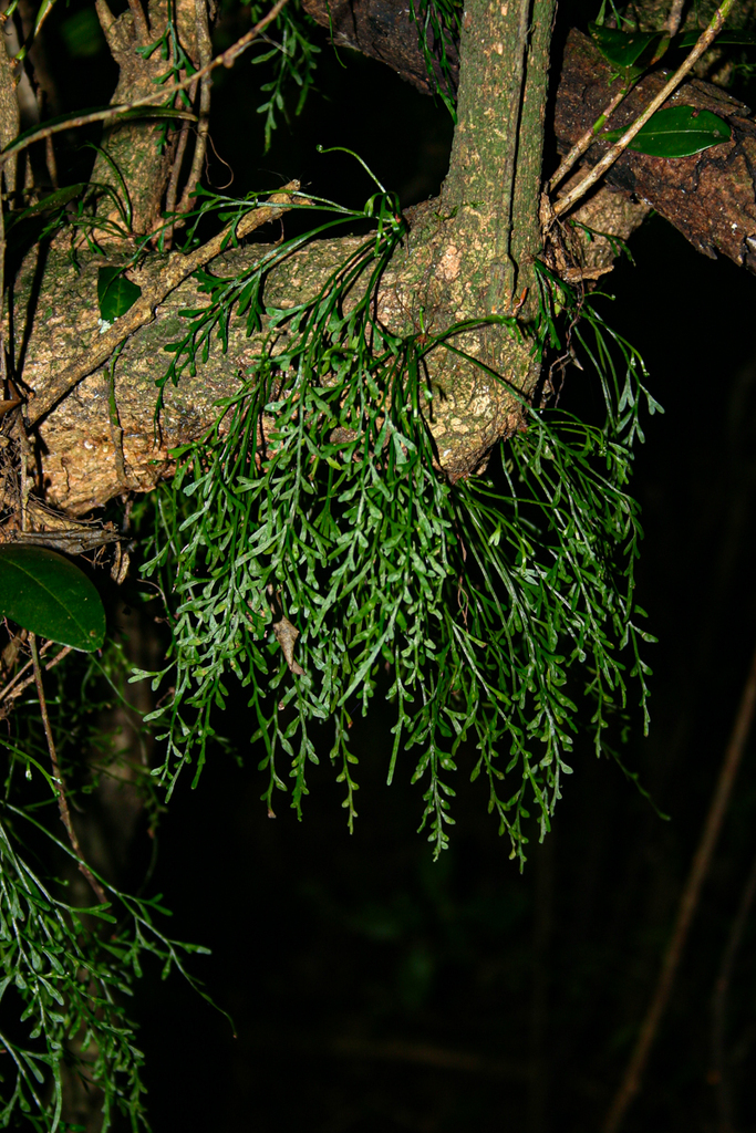 Asplenium mannii