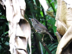 Schoeniparus brunneus