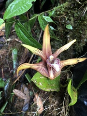 Maxillaria striata