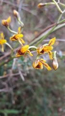 Cyrtochilum densiflorum