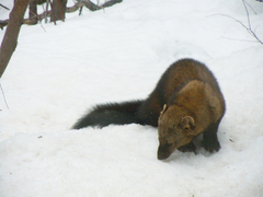 Fisher photo 3