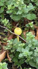 Leucocoprinus birnbaumii image