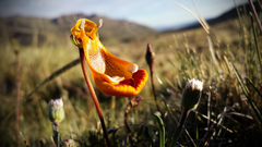 Calceolaria uniflora