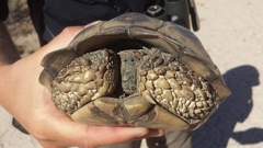Chelonoidis chilensis