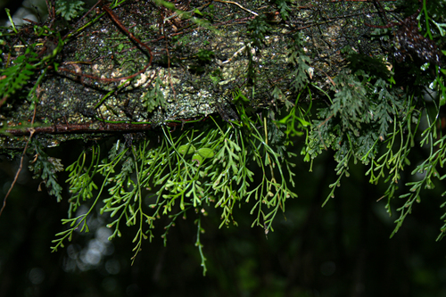 Asplenium mannii image