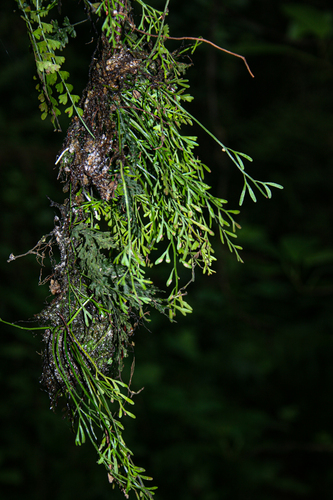 Asplenium mannii image