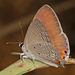 Euchrysops osiris - Photo (c) Judy Gallagher,  זכויות יוצרים חלקיות (CC BY-SA), הועלה על ידי Judy Gallagher
