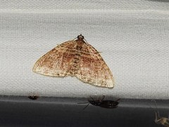 Anticlea multiferata