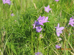 Campanula stevenii