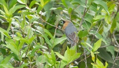 Schistochlamys ruficapillus