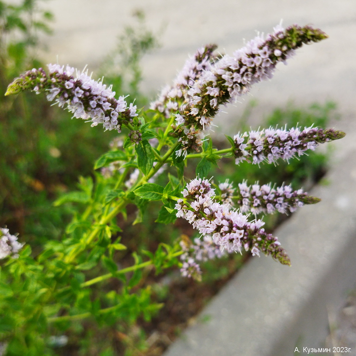 Мята Колосистая (Mentha spicata)