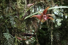 Maxillaria striata