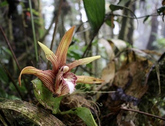Maxillaria striata