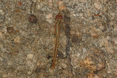 Crocothemis divisa