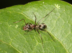 Camponotus vestitus
