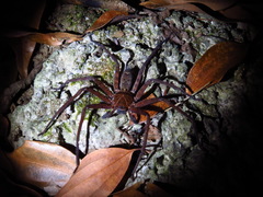 Heteropoda simplex