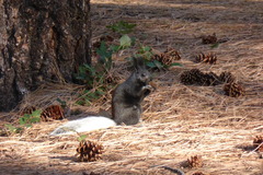 Sciurus aberti kaibabensis