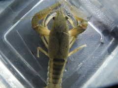 Procambarus lewisi