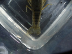 Procambarus lewisi