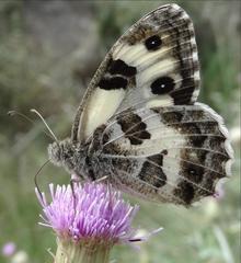 Chazara heydenreichi