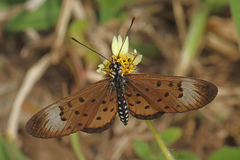 Acraea oncaea